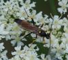Ichneumon sp.